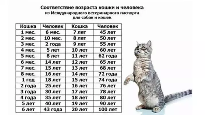 Starost mačk za človeške standarde (27 fotografij): tabela ujemanja. Določamo, kako stara mačka v razmerju z osebo 11762_11