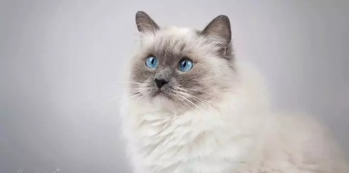 Kucing baka dengan mata biru (23 gambar): kucing yang paling indah dari coklat dan fawn, kuning air dan warna lain. Bagaimana untuk memilih anak kucing? 11765_10