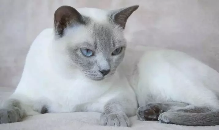 Razza gatti con occhi azzurri (23 foto): i gatti più belli di marrone e fulvo, beige e altri colori. Come scegliere un gattino? 11765_11