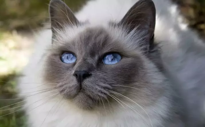 Pisîkên bi çavên şîn (23 wêne): Catsên herî xweşik ên qehweyî û fawn, bez û rengên din. Howawa ku kîtekek hilbijêrin? 11765_12