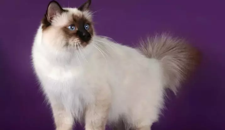 Breed katte med blå øjne (23 billeder): De smukkeste katte med brune og fawn, beige og andre farver. Hvordan vælger du en killing? 11765_13
