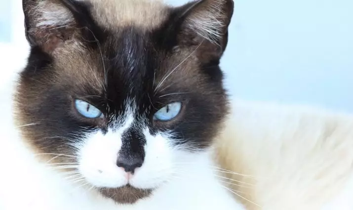 Breed katte med blå øjne (23 billeder): De smukkeste katte med brune og fawn, beige og andre farver. Hvordan vælger du en killing? 11765_14
