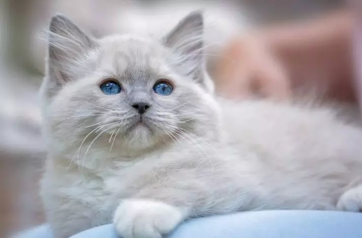 Teel katte met blou oë (23 foto's): die mooiste katte van bruin en ligbruin, beige en ander kleure. Hoe om 'n katjie te kies? 11765_15