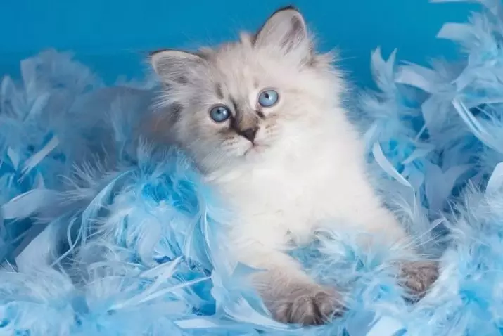 Šķirnes kaķi ar zilām acīm (23 fotogrāfijas): skaistākie brūnas un zaķu, bēša un citu krāsu kaķi. Kā izvēlēties kaķēnu? 11765_16
