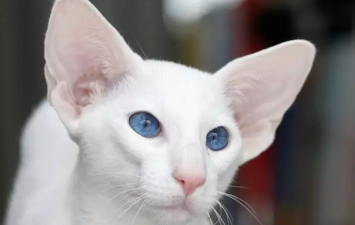青い目（23枚の写真）で猫を育てる：茶色と子鹿、ベージュ、その他の色の最も美しい猫。子猫を選ぶ方法？ 11765_17
