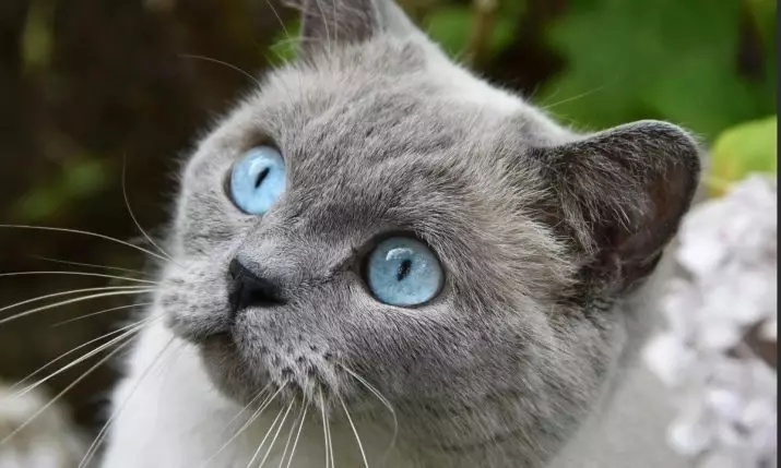 Šķirnes kaķi ar zilām acīm (23 fotogrāfijas): skaistākie brūnas un zaķu, bēša un citu krāsu kaķi. Kā izvēlēties kaķēnu? 11765_18
