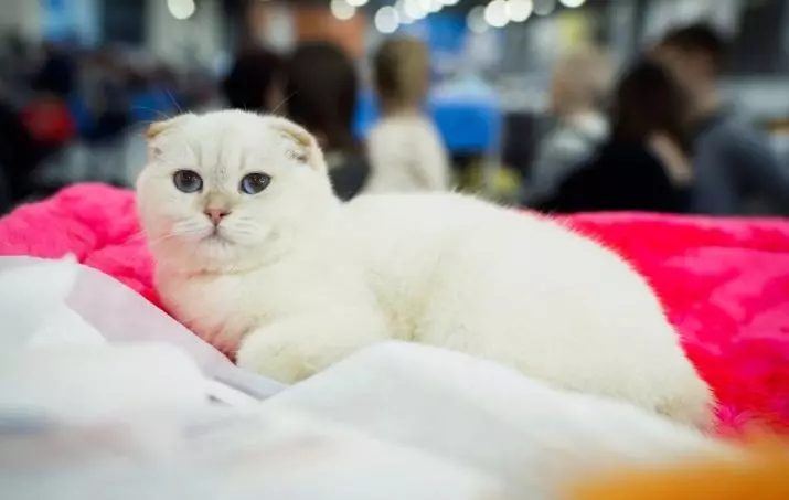 Teel katte met blou oë (23 foto's): die mooiste katte van bruin en ligbruin, beige en ander kleure. Hoe om 'n katjie te kies? 11765_19