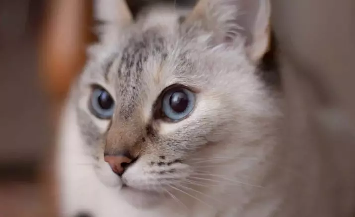 สายพันธุ์แมวที่มีดวงตาสีฟ้า (23 รูป): แมวที่สวยที่สุดของสีน้ำตาลและกวางสีเบจและสีอื่น ๆ วิธีการเลือกลูกแมว? 11765_2