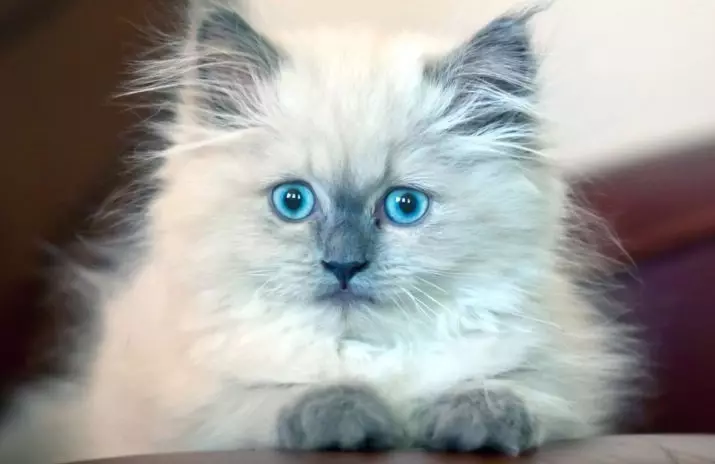 青い目（23枚の写真）で猫を育てる：茶色と子鹿、ベージュ、その他の色の最も美しい猫。子猫を選ぶ方法？ 11765_3