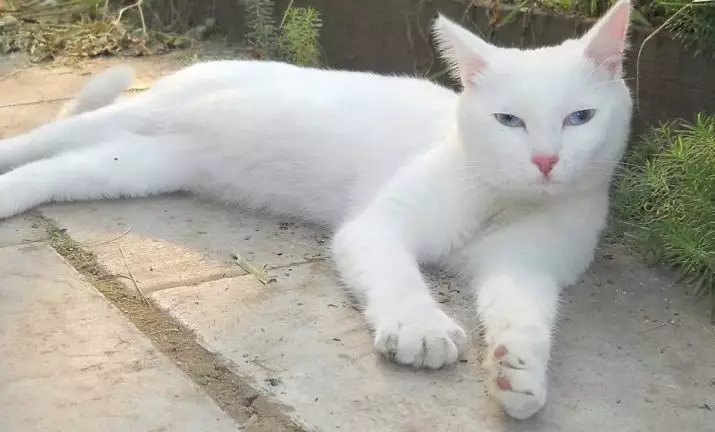 Gatos da raça com olhos azuis (23 fotos): os gatos mais bonitos de marrom e fulvo, bege e outras cores. Como escolher um gatinho? 11765_4