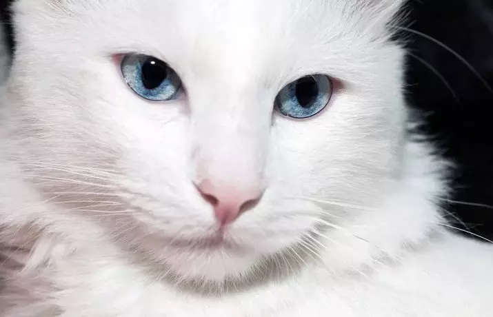 青い目（23枚の写真）で猫を育てる：茶色と子鹿、ベージュ、その他の色の最も美しい猫。子猫を選ぶ方法？ 11765_5
