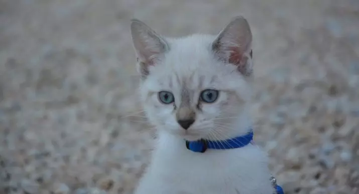 Šķirnes kaķi ar zilām acīm (23 fotogrāfijas): skaistākie brūnas un zaķu, bēša un citu krāsu kaķi. Kā izvēlēties kaķēnu? 11765_6