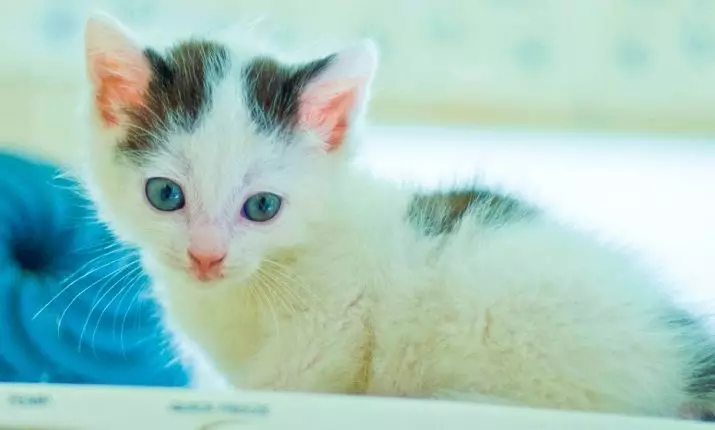 青い目（23枚の写真）で猫を育てる：茶色と子鹿、ベージュ、その他の色の最も美しい猫。子猫を選ぶ方法？ 11765_7