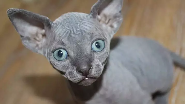 Pasem mačke z modrimi očmi (23 fotografij): najlepše mačke rjave in rjave barve, bež in drugih barv. Kako izbrati mucek? 11765_8
