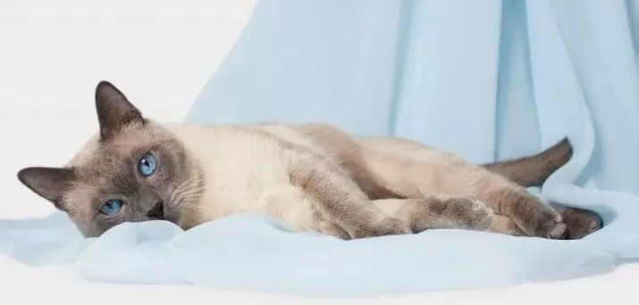 Pasem mačke z modrimi očmi (23 fotografij): najlepše mačke rjave in rjave barve, bež in drugih barv. Kako izbrati mucek? 11765_9