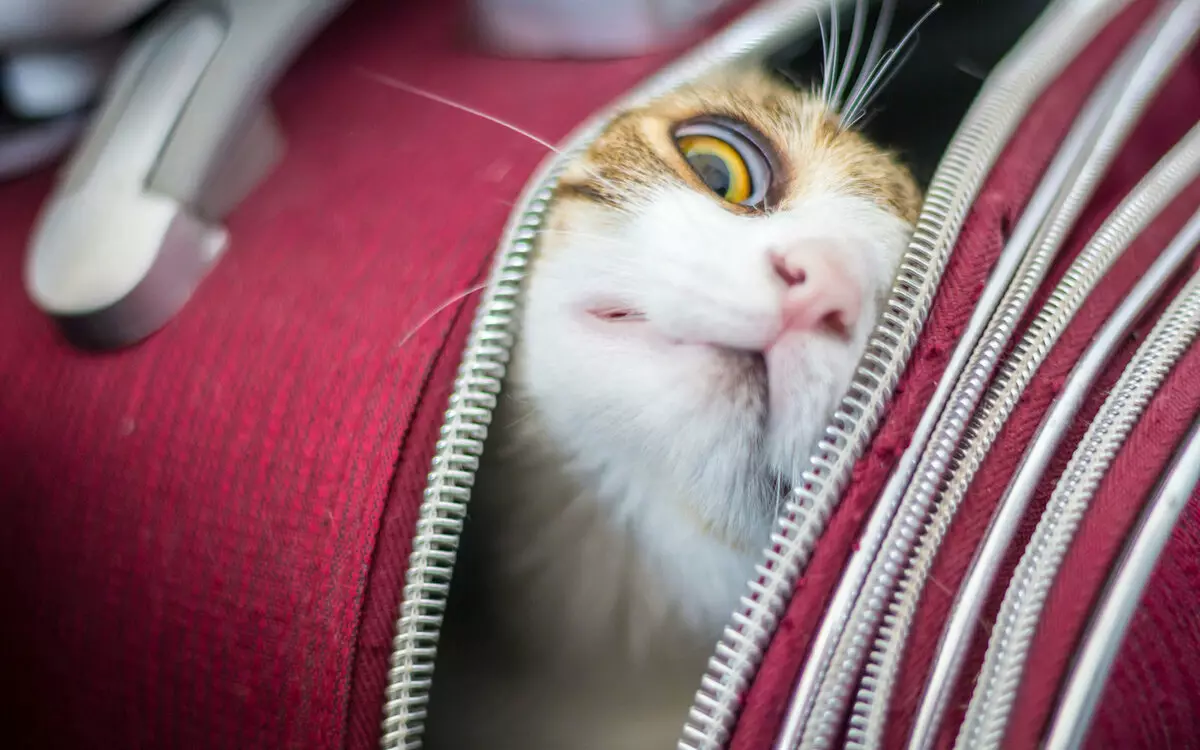 ٹرین میں بلیوں کو کس طرح منتقل کرنے کے لئے؟ روس میں طویل فاصلے کے لئے ایک بلی کی نقل و حمل کے لئے 22 تصویر کے قواعد. نقل و حمل کے لئے کیا دستاویزات کی ضرورت ہے؟ 11767_17