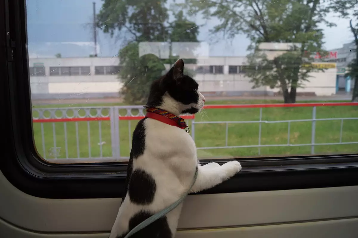기차에서 고양이를 운반하는 방법? 22 장거리 러시아에서 고양이의 교통 규칙. 운송에 필요한 문서는 무엇입니까? 11767_19