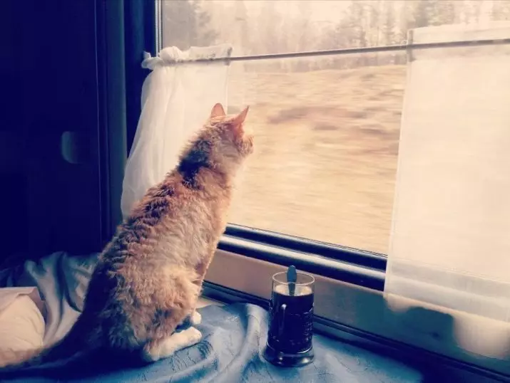 Hoe katten in de trein te vervoeren? 22 fotoregels voor transport van een kat in Rusland voor lange afstanden. Welke documenten zijn nodig voor transport? 11767_2