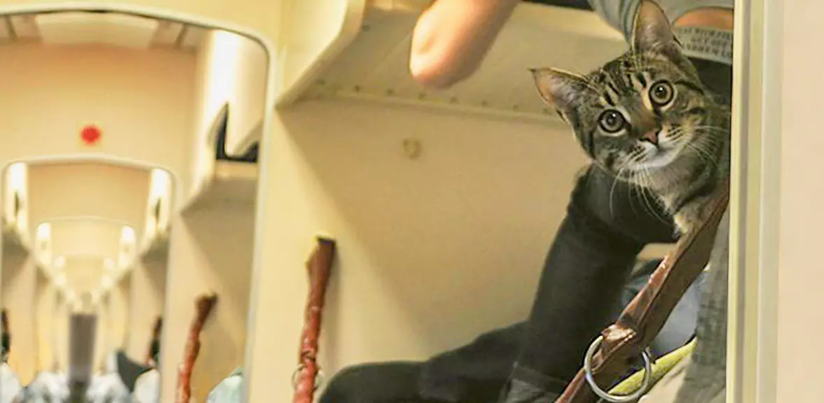 기차에서 고양이를 운반하는 방법? 22 장거리 러시아에서 고양이의 교통 규칙. 운송에 필요한 문서는 무엇입니까? 11767_20