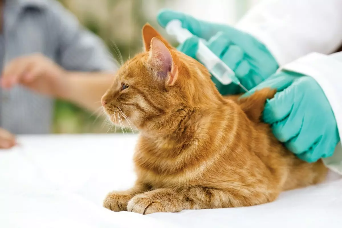 El mejor remedio para las pulgas en gatos