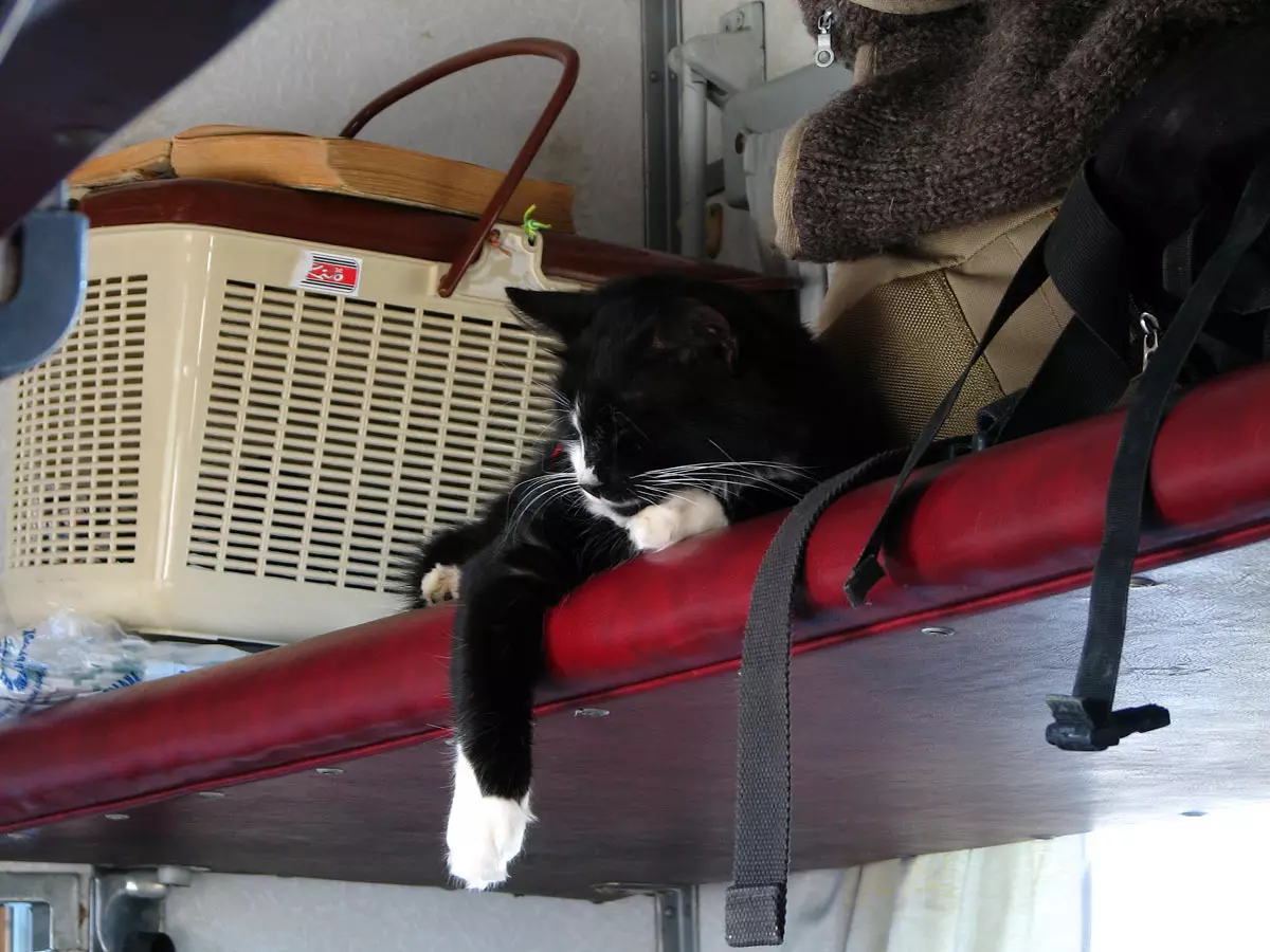 Hoe katten in de trein te vervoeren? 22 fotoregels voor transport van een kat in Rusland voor lange afstanden. Welke documenten zijn nodig voor transport? 11767_7