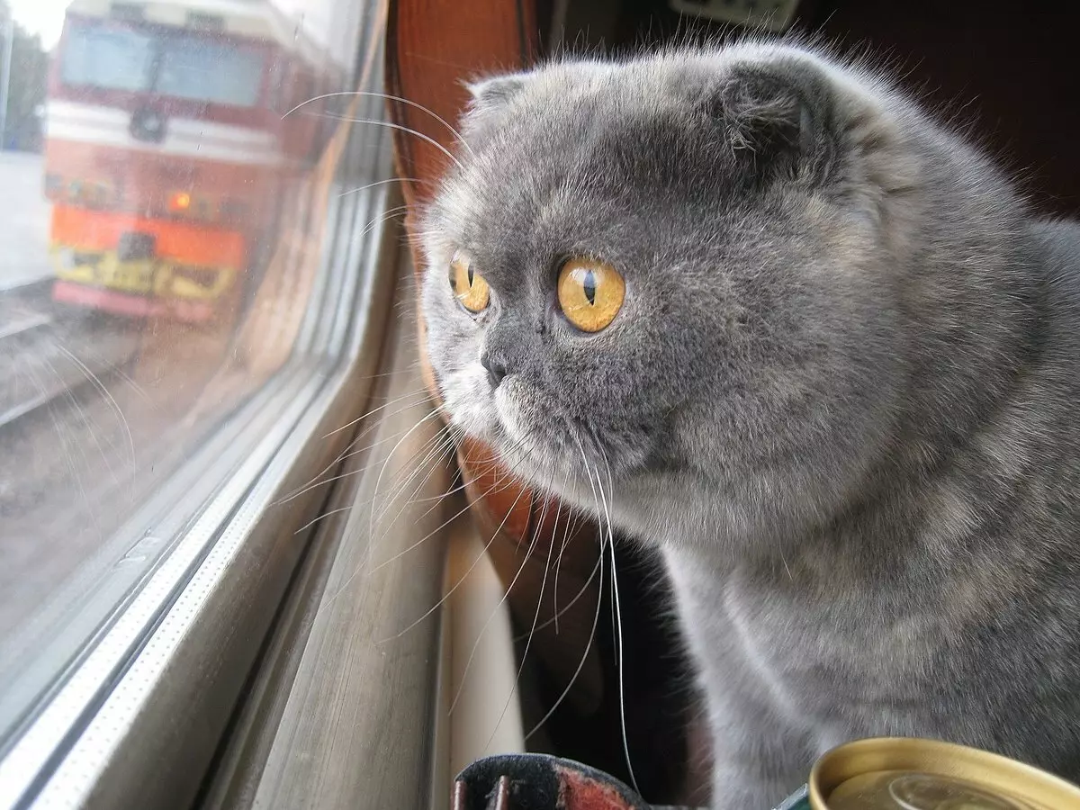 Hoe katten in de trein te vervoeren? 22 fotoregels voor transport van een kat in Rusland voor lange afstanden. Welke documenten zijn nodig voor transport? 11767_8