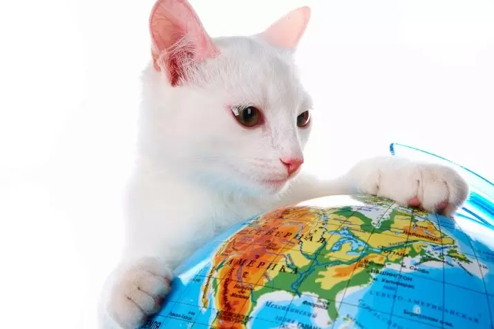 Trende kedileri nasıl taşır? 22 Uzun mesafeler için Rusya'da bir kedinin taşınması için fotoğraf kuralları. Taşıma için hangi belgelere ihtiyaç vardır? 11767_9