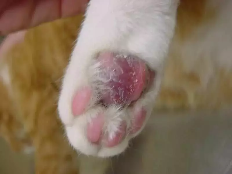 猫の指：後部と前足に猫がいくつありますか？彼らはどのような機能を実行しますか？ 11768_17