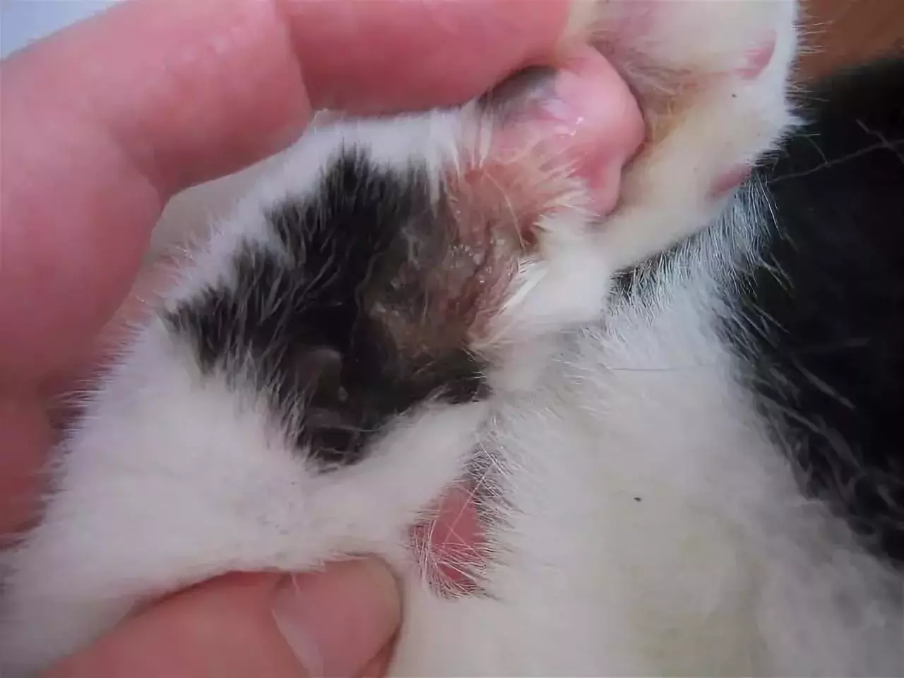 Prsty v mačkách: Koľko pazúr má mačky na zadných a predných labkách? Aké funkcie vykonávajú? 11768_18