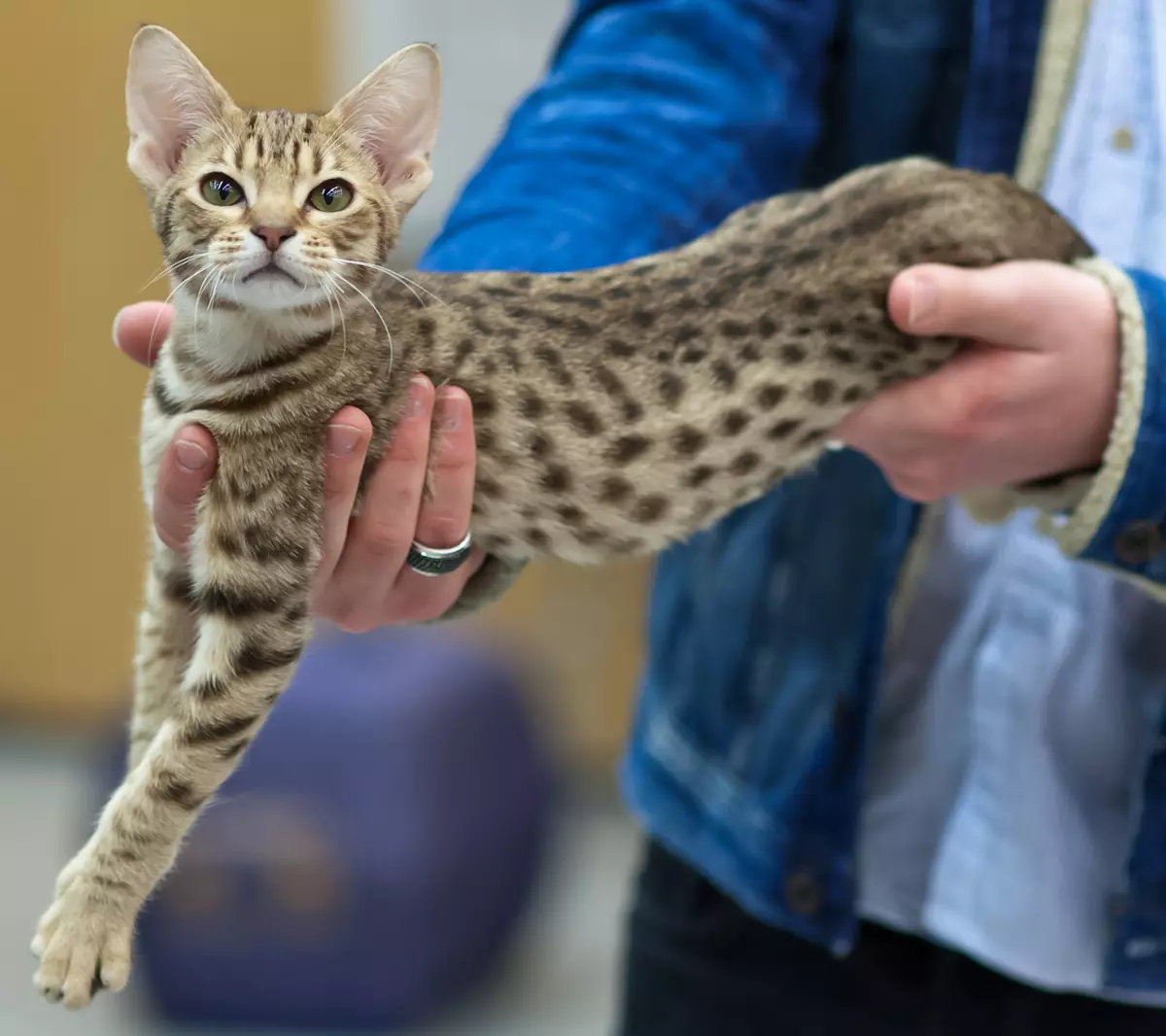 Katter Färg Tabby (25 bilder): Lista över stenar av katter av silver, tiger, lila och andra färger, färg av kattunge länkar 11772_15