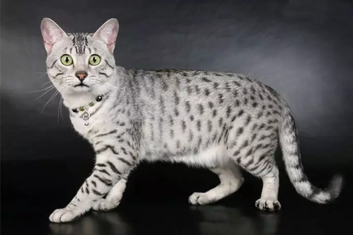 Katter Färg Tabby (25 bilder): Lista över stenar av katter av silver, tiger, lila och andra färger, färg av kattunge länkar 11772_18