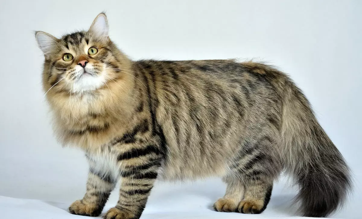 Katter Färg Tabby (25 bilder): Lista över stenar av katter av silver, tiger, lila och andra färger, färg av kattunge länkar 11772_21
