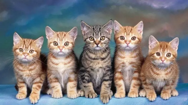 Katter Färg Tabby (25 bilder): Lista över stenar av katter av silver, tiger, lila och andra färger, färg av kattunge länkar 11772_25