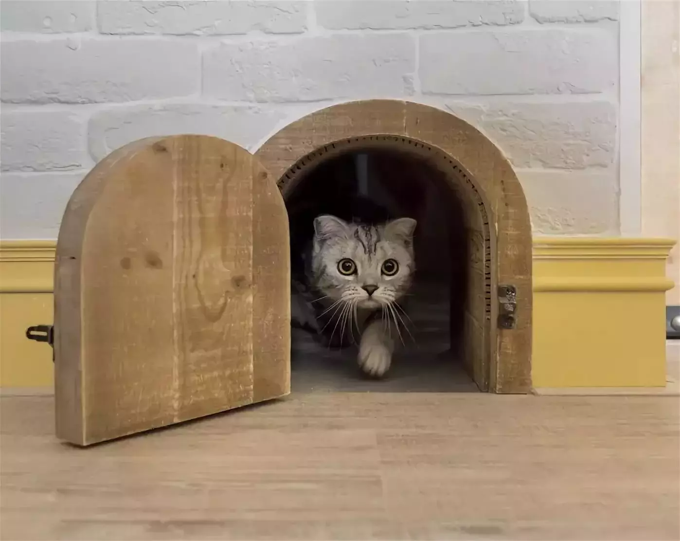 Дверь для кошки
