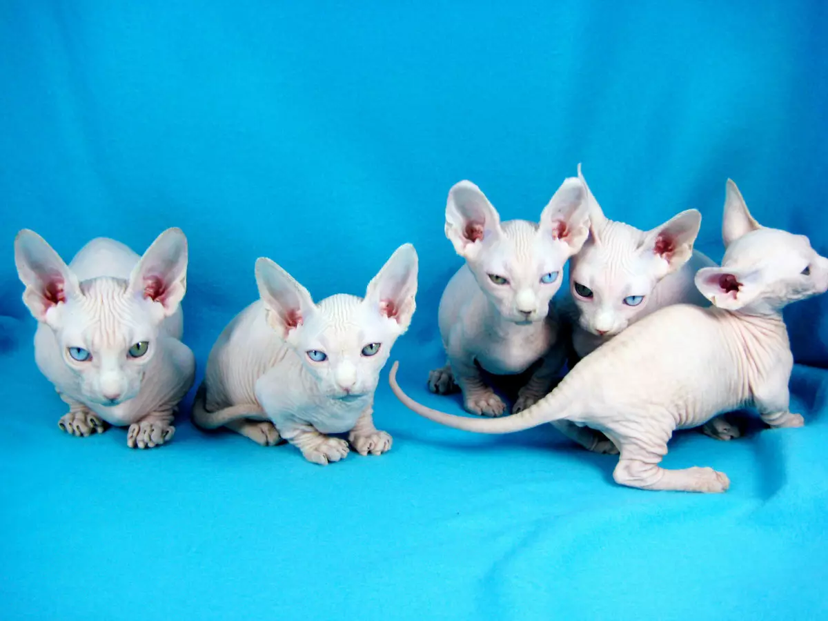 Ucing leutik (27 Poto): Ngaran Dwarf Kittens Breed, ucing pangleutikna di dunya 11777_12