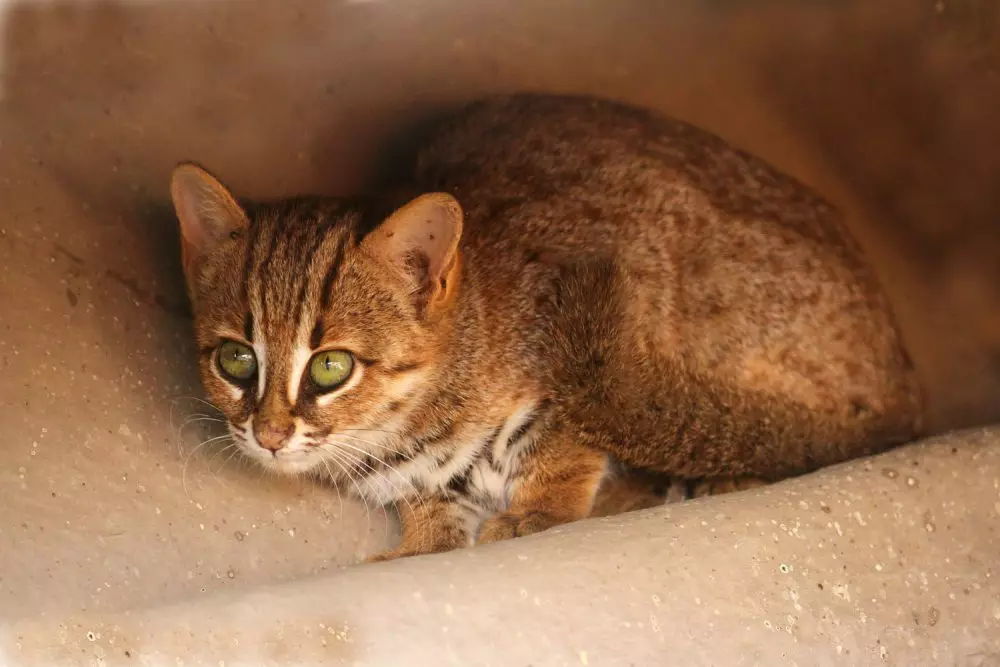 Ucing leutik (27 Poto): Ngaran Dwarf Kittens Breed, ucing pangleutikna di dunya 11777_13