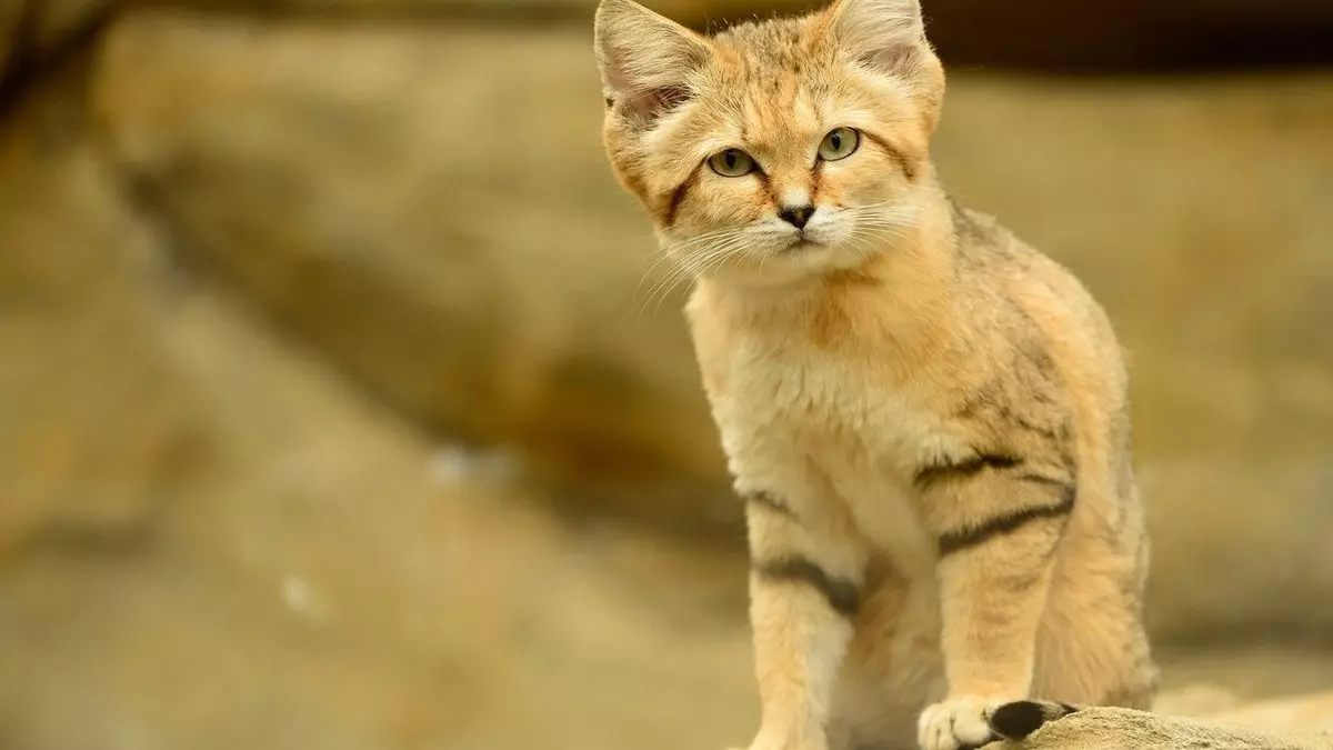 Փոքր կատուներ (27 լուսանկար). Dwarf kittens ցեղատեսակների անուններ, աշխարհի ամենափոքր կատուն 11777_14