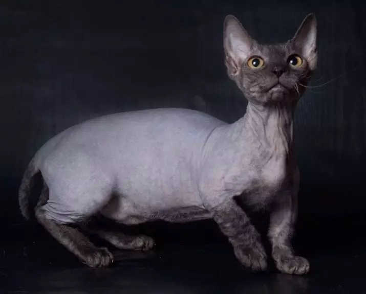 Piccoli gatti (27 foto): nomi di razze dei gattini nani, il gatto più piccolo del mondo 11777_17