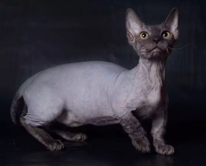 Ucing leutik (27 Poto): Ngaran Dwarf Kittens Breed, ucing pangleutikna di dunya 11777_17