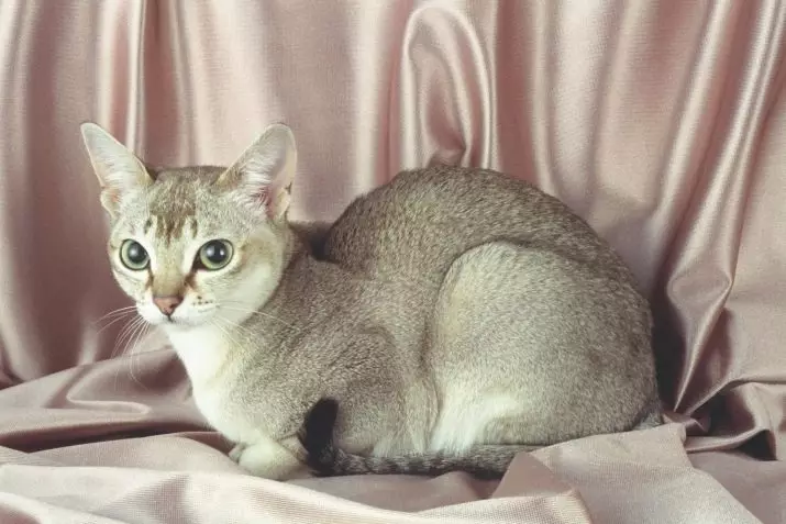 Piccoli gatti (27 foto): nomi di razze dei gattini nani, il gatto più piccolo del mondo 11777_19