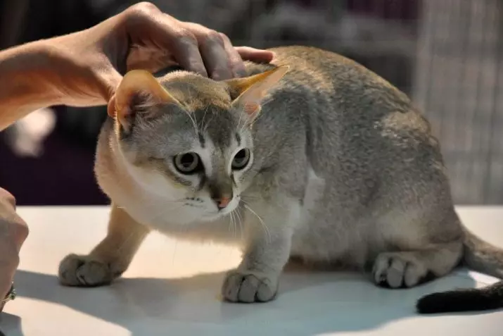 Piccoli gatti (27 foto): nomi di razze dei gattini nani, il gatto più piccolo del mondo 11777_2