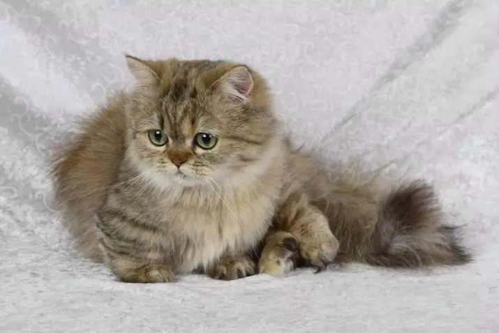 Piccoli gatti (27 foto): nomi di razze dei gattini nani, il gatto più piccolo del mondo 11777_20