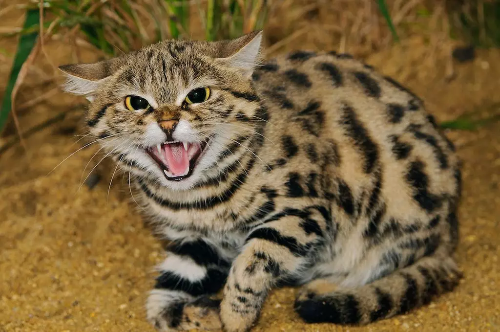 Piccoli gatti (27 foto): nomi di razze dei gattini nani, il gatto più piccolo del mondo 11777_23