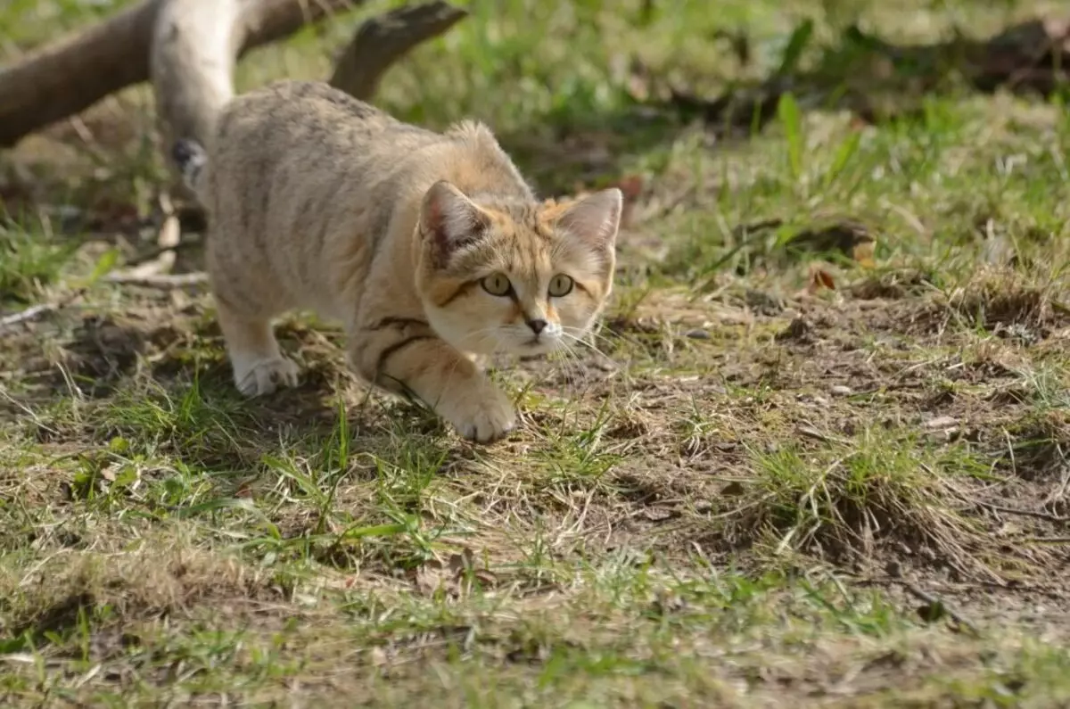 Ucing leutik (27 Poto): Ngaran Dwarf Kittens Breed, ucing pangleutikna di dunya 11777_24