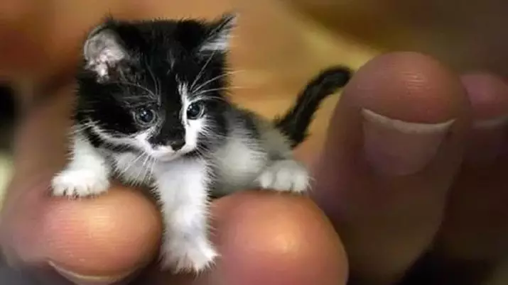 Փոքր կատուներ (27 լուսանկար). Dwarf kittens ցեղատեսակների անուններ, աշխարհի ամենափոքր կատուն 11777_25