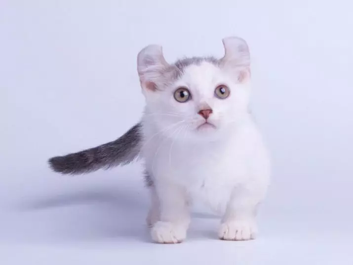 Piccoli gatti (27 foto): nomi di razze dei gattini nani, il gatto più piccolo del mondo 11777_27