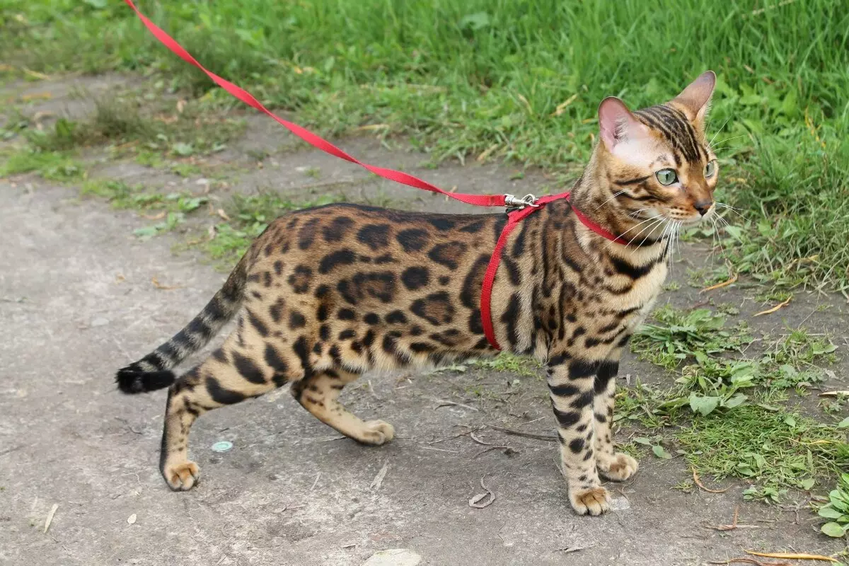 Cutter untuk kucing (35 gambar): Bagaimana untuk memilih tali leher Feline? Bagaimana untuk mengajar kucing kepadanya? Adakah mungkin untuk berjalan kaki anak kucing? 11778_12