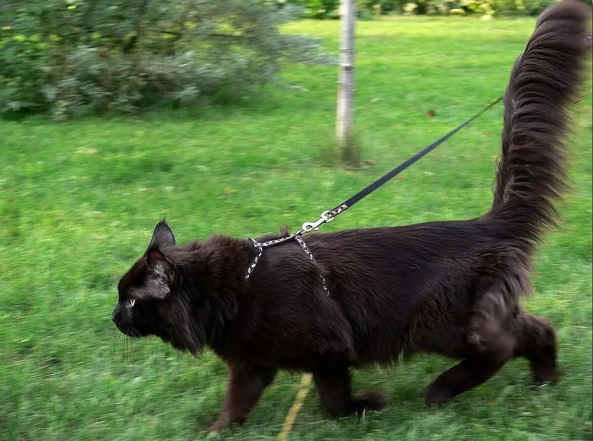 Cutter untuk kucing (35 gambar): Bagaimana untuk memilih tali leher Feline? Bagaimana untuk mengajar kucing kepadanya? Adakah mungkin untuk berjalan kaki anak kucing? 11778_13