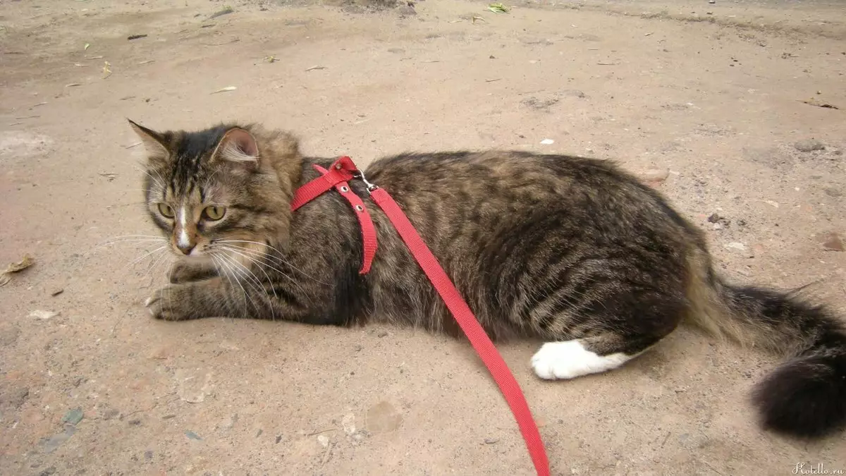Шлейка для кішки (35 фото): як вибрати котячий повідець? Як привчити до нього кота? Чи можна вигулювати кошенят? 11778_14