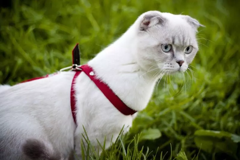 Cutter za mačko (35 fotografij): Kako izbrati mačko povodec? Kako učiti mačke? Ali je možno hoditi mladiče? 11778_15